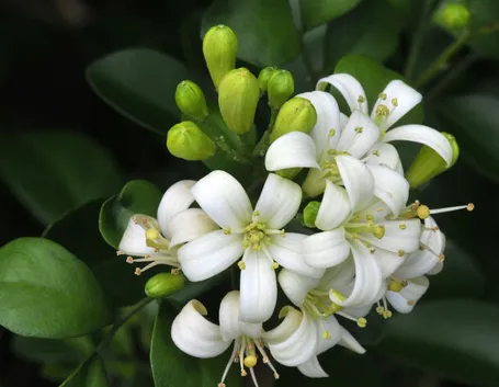 Fiori gelsomino