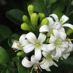 Fiori gelsomino