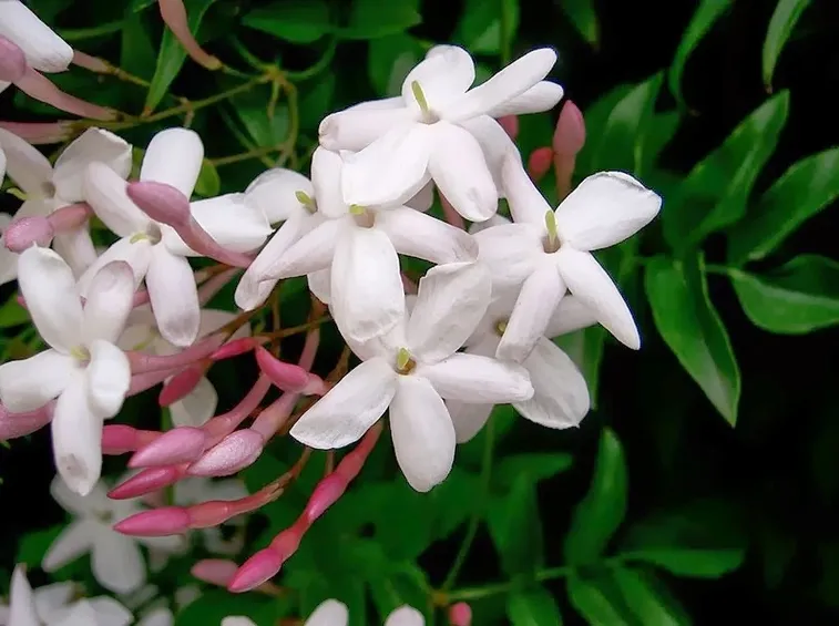 Talea gelsomino fiorita