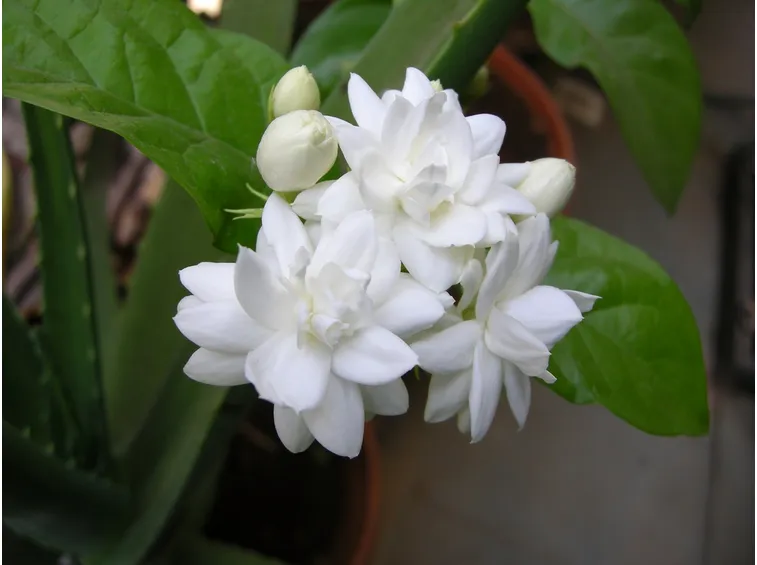 Talea piante