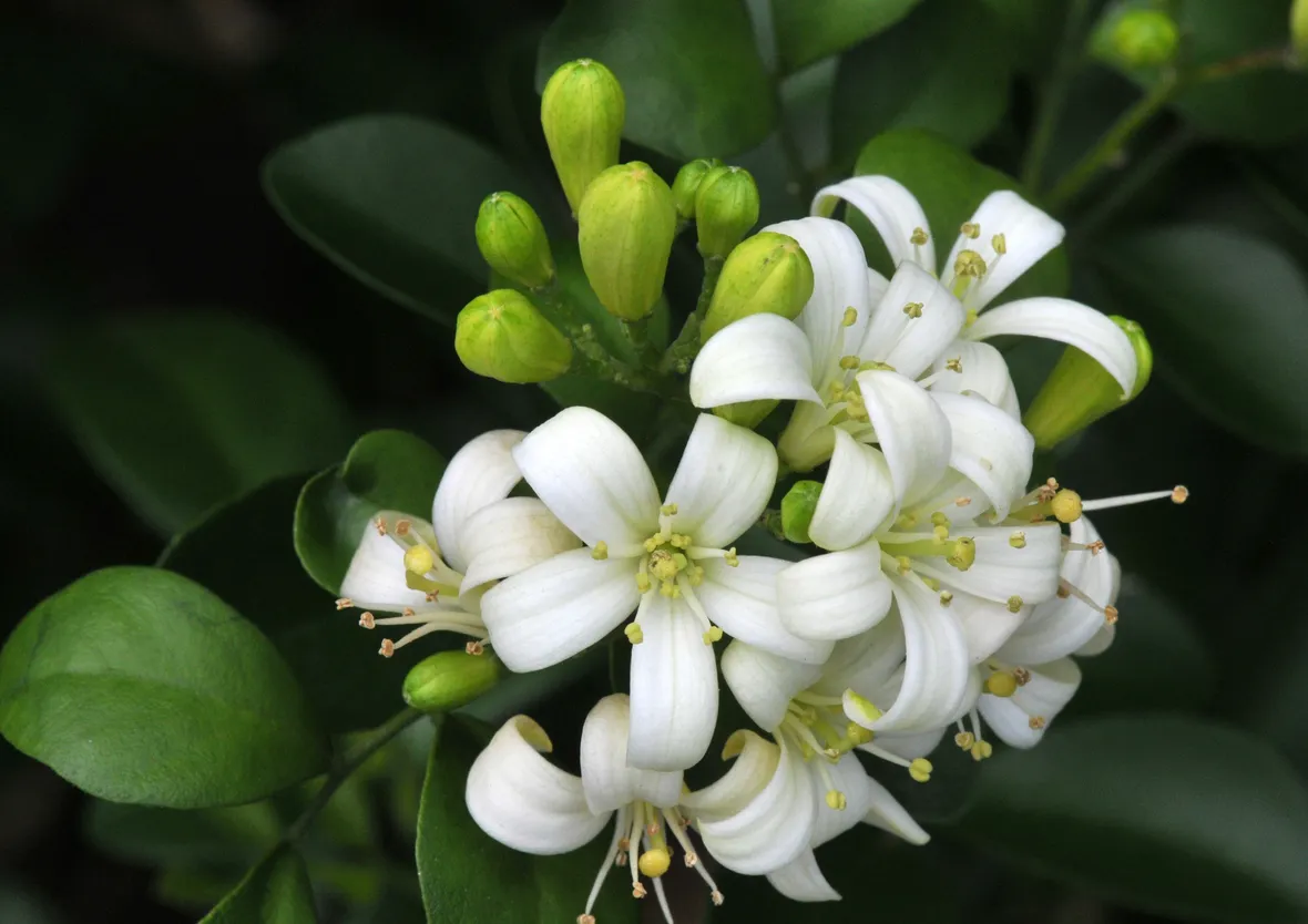 Fiori gelsomino