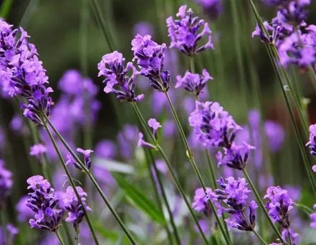 Pianta lavanda