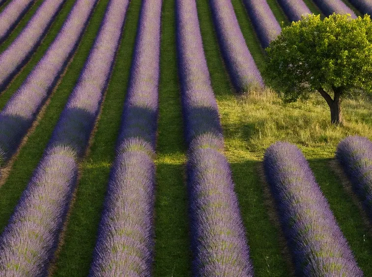 Campo lavanda