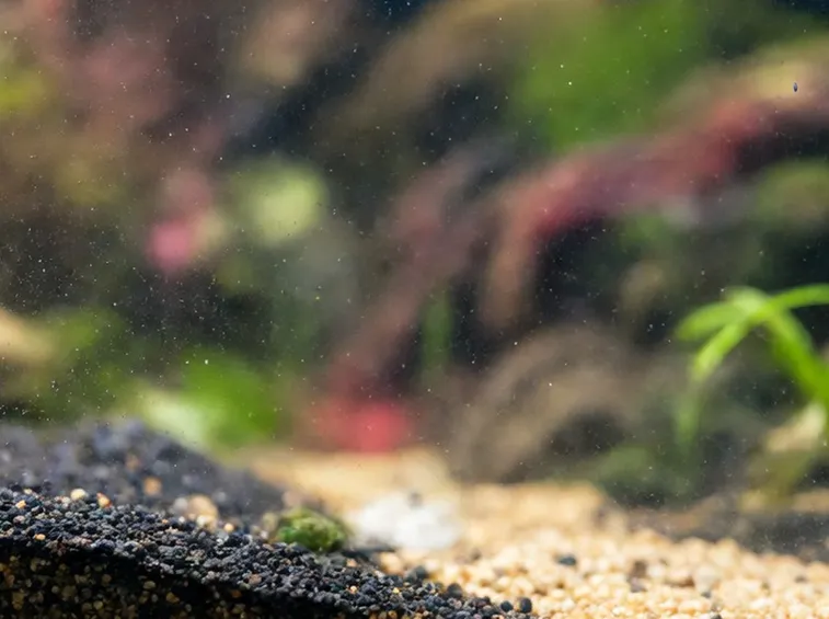 Torba usata in un acquario