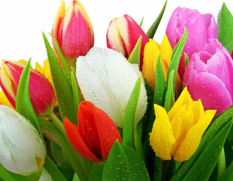 Tulipani di differenti colori