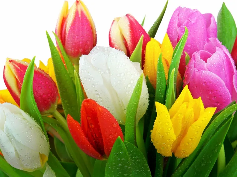 Tulipani di differenti colori
