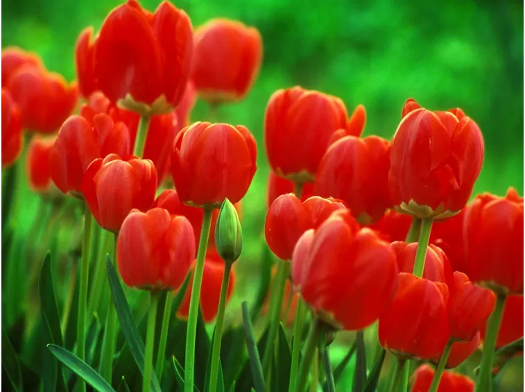 Tulipani di colore rosso
