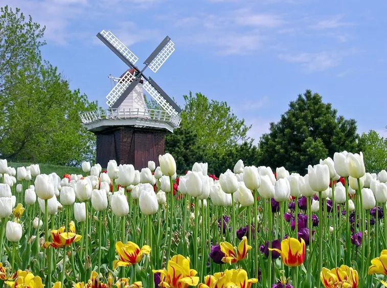 Coltivazione di tulipani in Olanda
