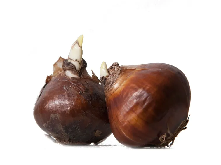 Bulbi di tulipano