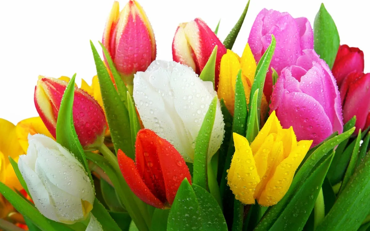 Tulipani di differenti colori