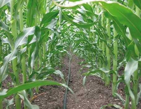 Irrigazione a goccia in un campo