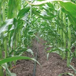 Irrigazione a goccia in un campo