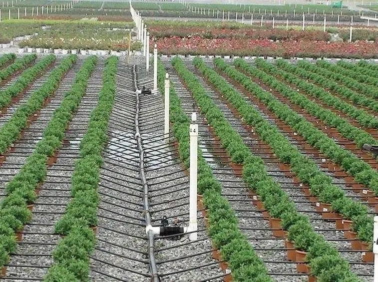 irrigazione a goccia campo