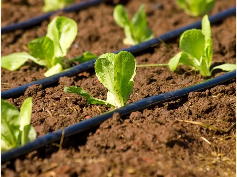 impianti irrigazione campo ortaggi