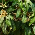 alberofrutti