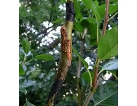 innesti1
