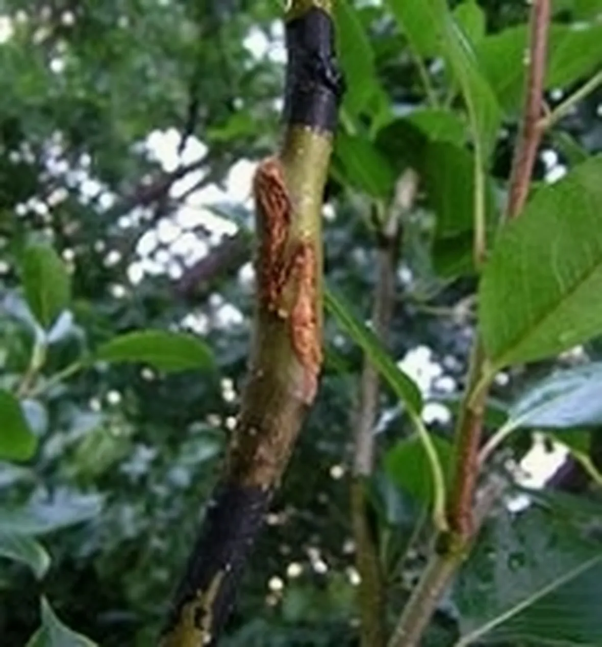 innesti1