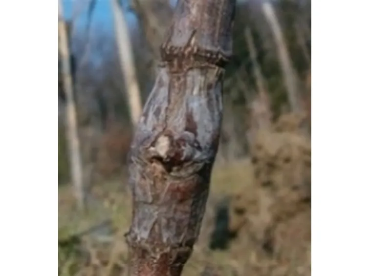 innestogemma1