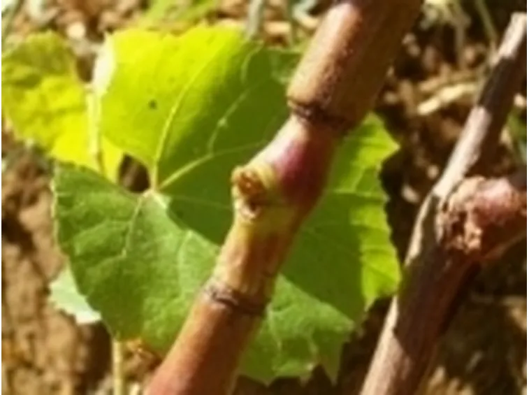 innestogemma2