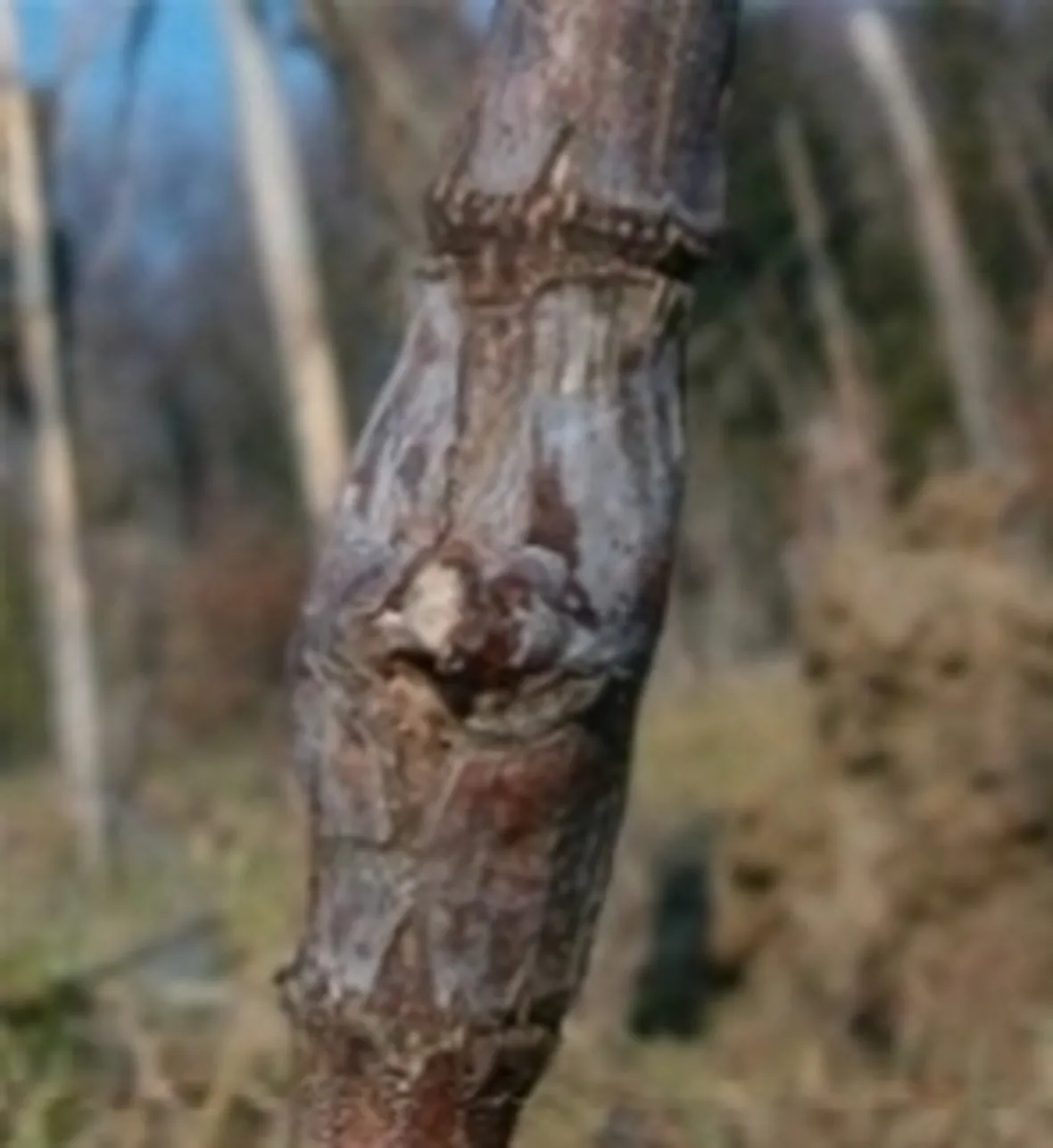 innestogemma1