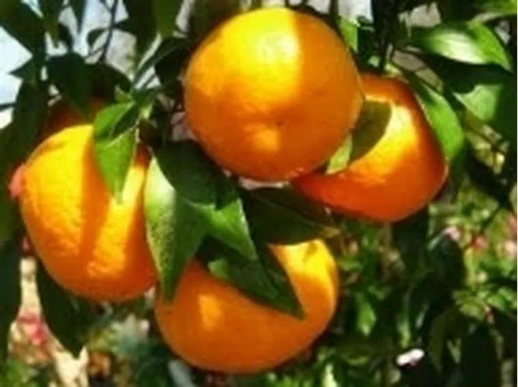 innestoagrumi1