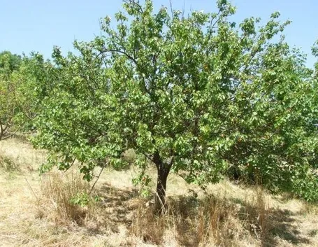 albicocco1