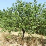 albicocco1
