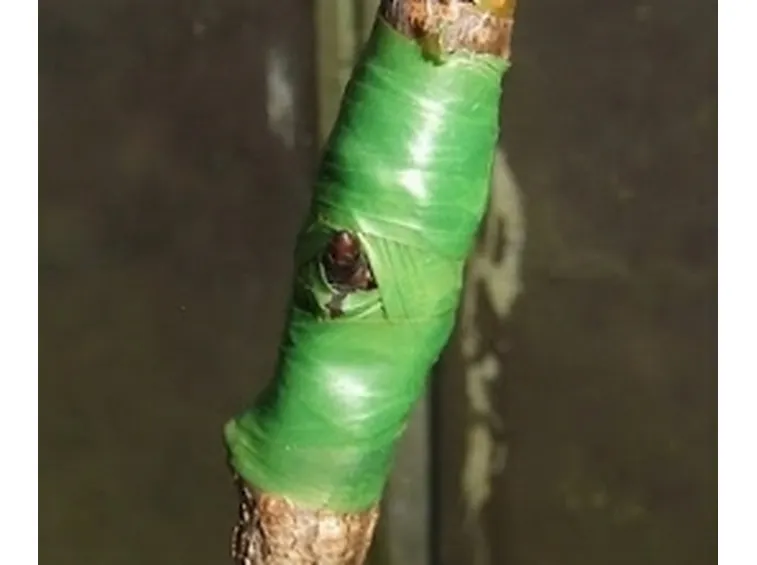 innestociliegio