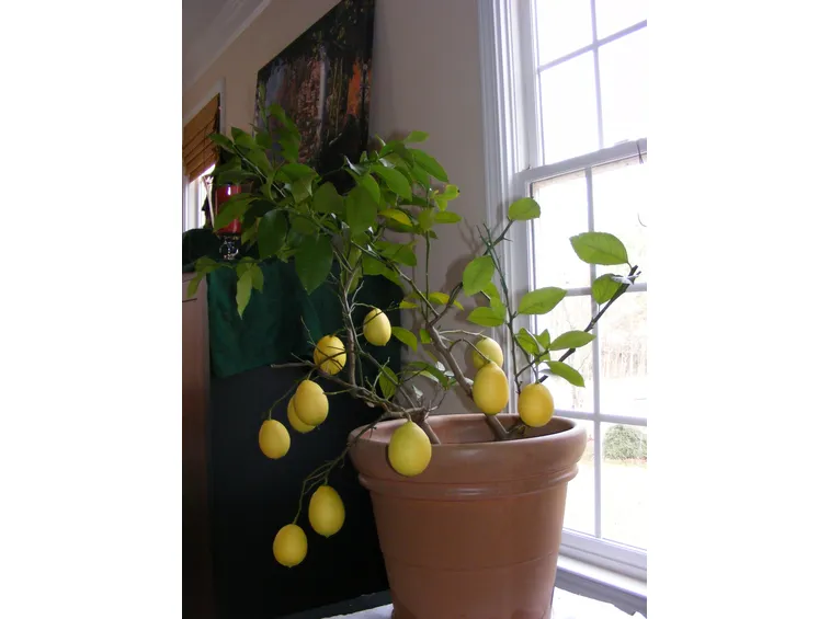 Coltivazione limone: pianta in vaso
