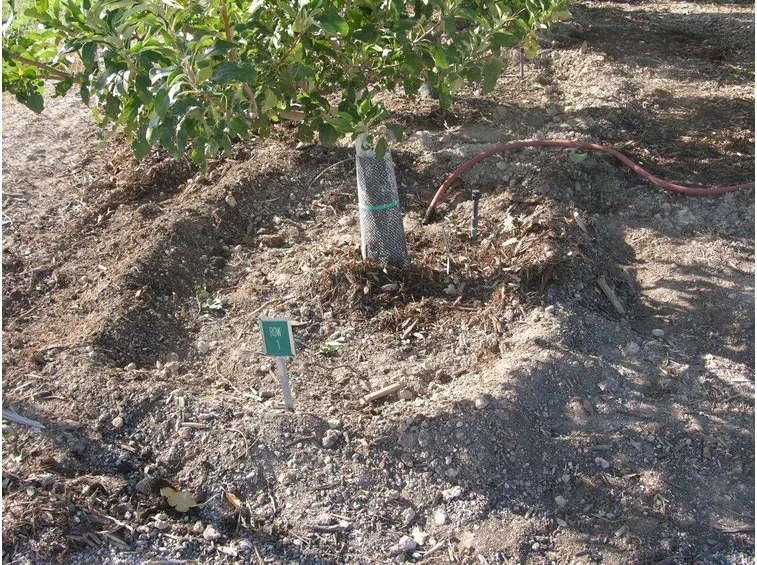 Irrigazione limone: particolare irrigazione a conca