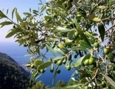 innestolivo2