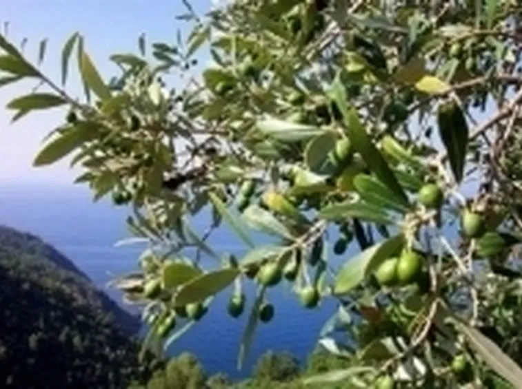 innestolivo2