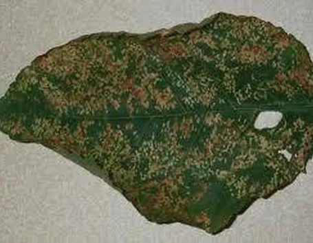 antracnosi1