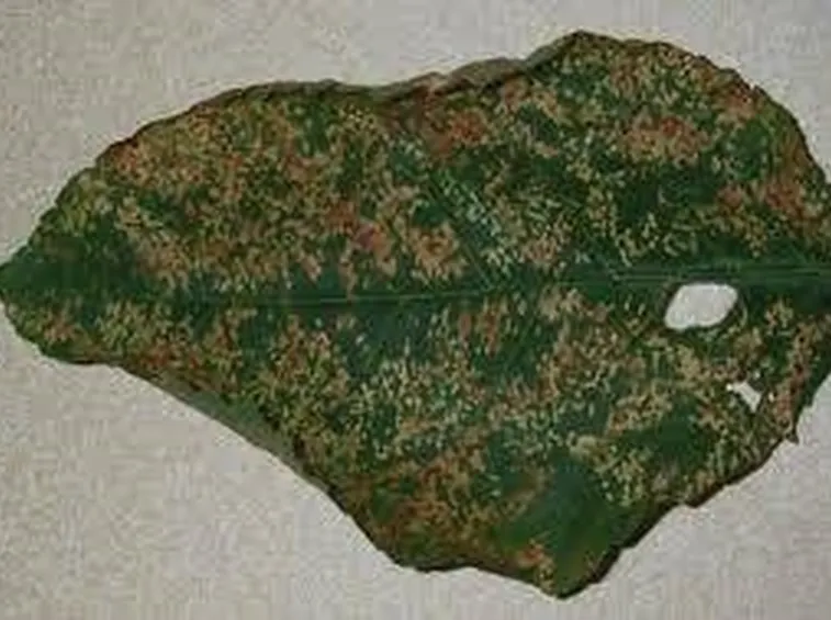 antracnosi1