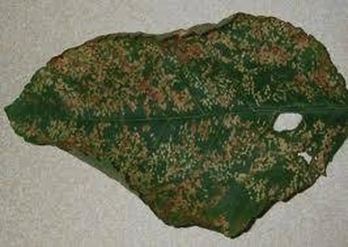 antracnosi1