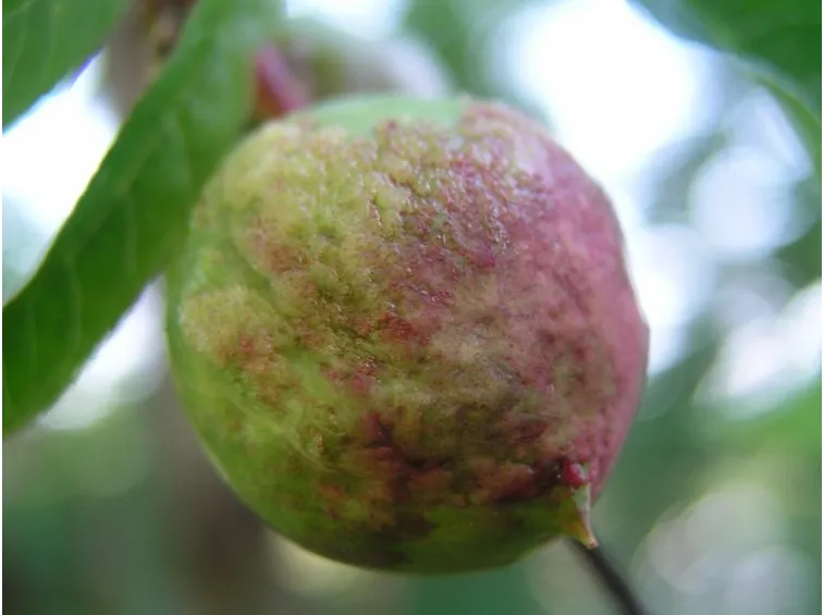Bolla pesco frutto