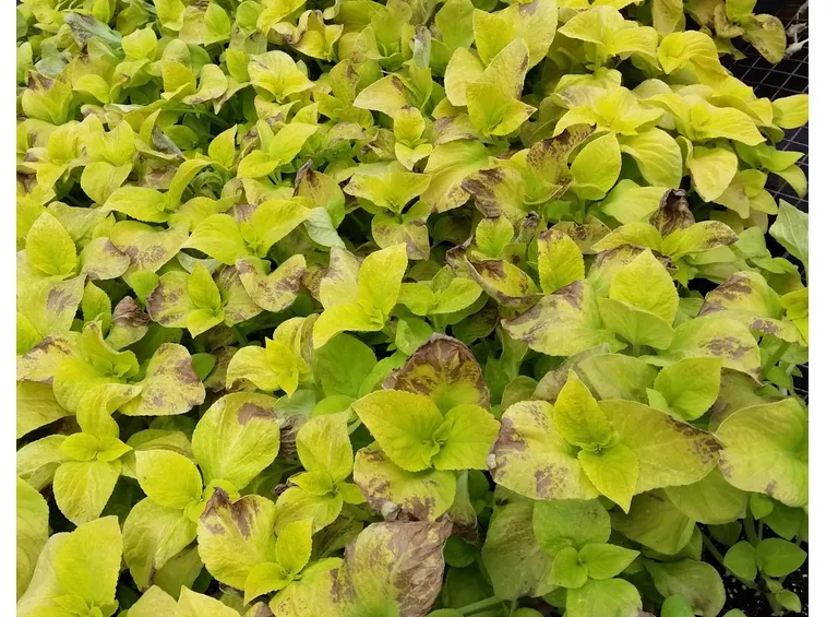 Sintomi peronospora foglie