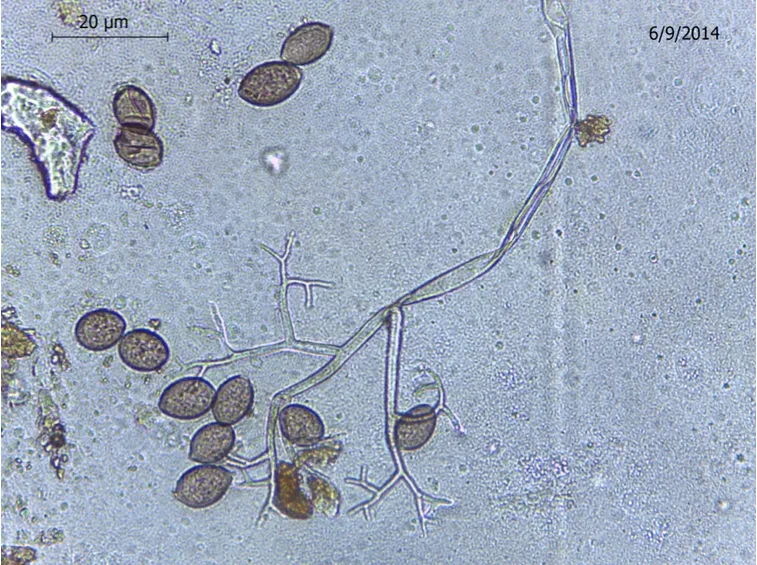 Fungo peronospora
