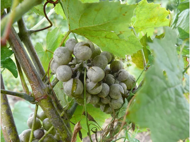 Peronospora pianta