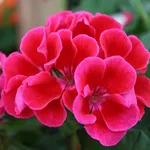 gerani
