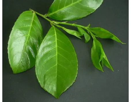 lauroceraso