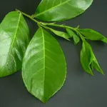 lauroceraso