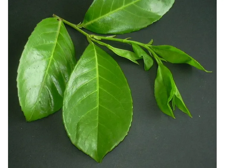 lauroceraso