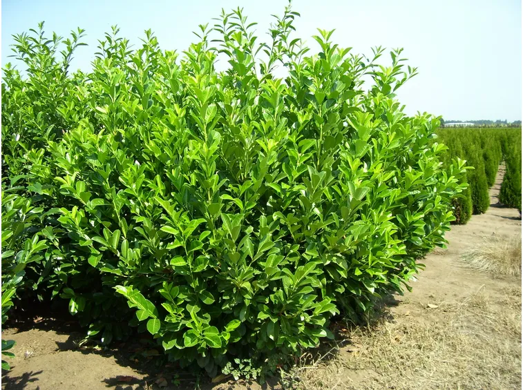 pianta di lauroceraso