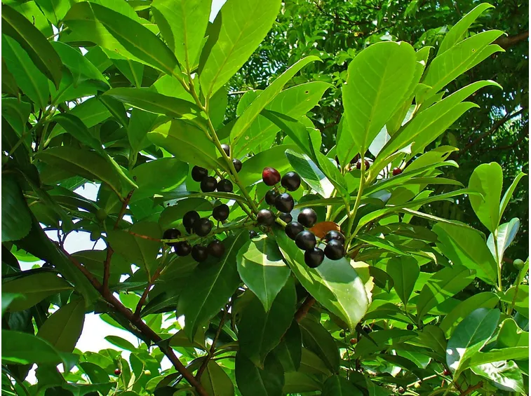 lauroceraso pianta