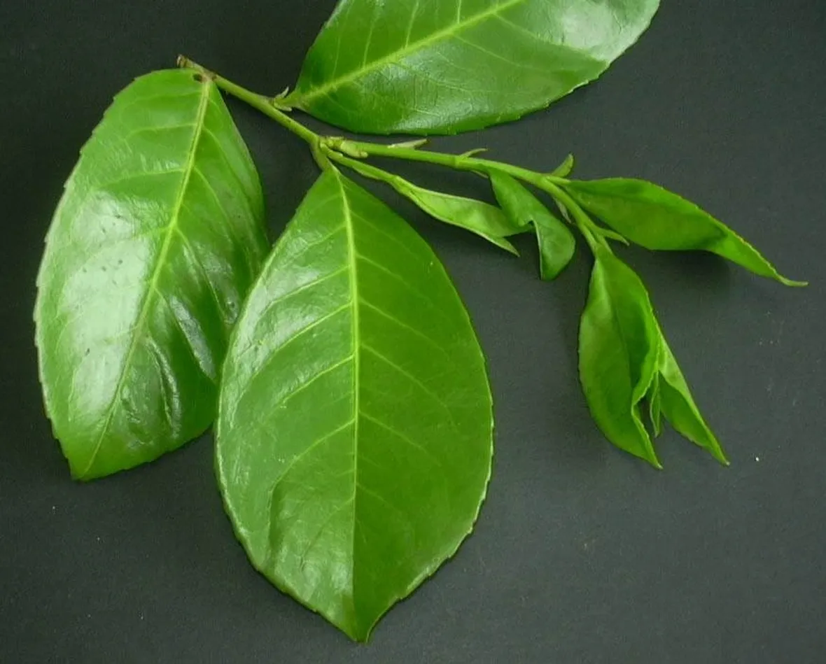 lauroceraso