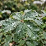 Perché la rugiada d'autunno risveglia il mal bianco
