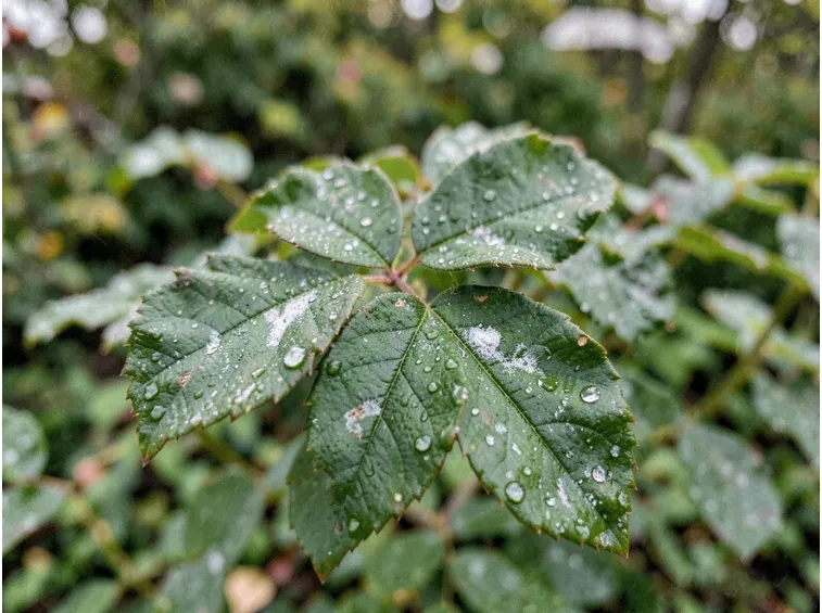 Perché la rugiada d'autunno risveglia il mal bianco