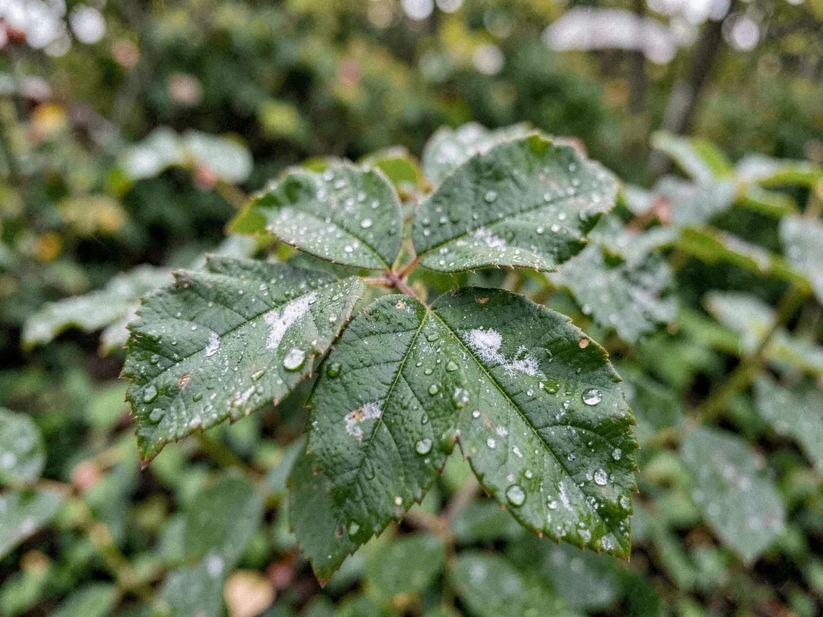 Perché la rugiada d'autunno risveglia il mal bianco