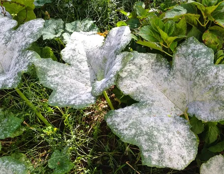 mal bianco